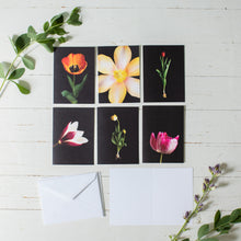 Load image into Gallery viewer, Tulips of Pella Folded Card Pack