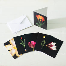 Load image into Gallery viewer, Tulips of Pella Folded Card Pack
