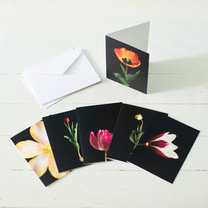 Tulips of Pella Folded Card Pack