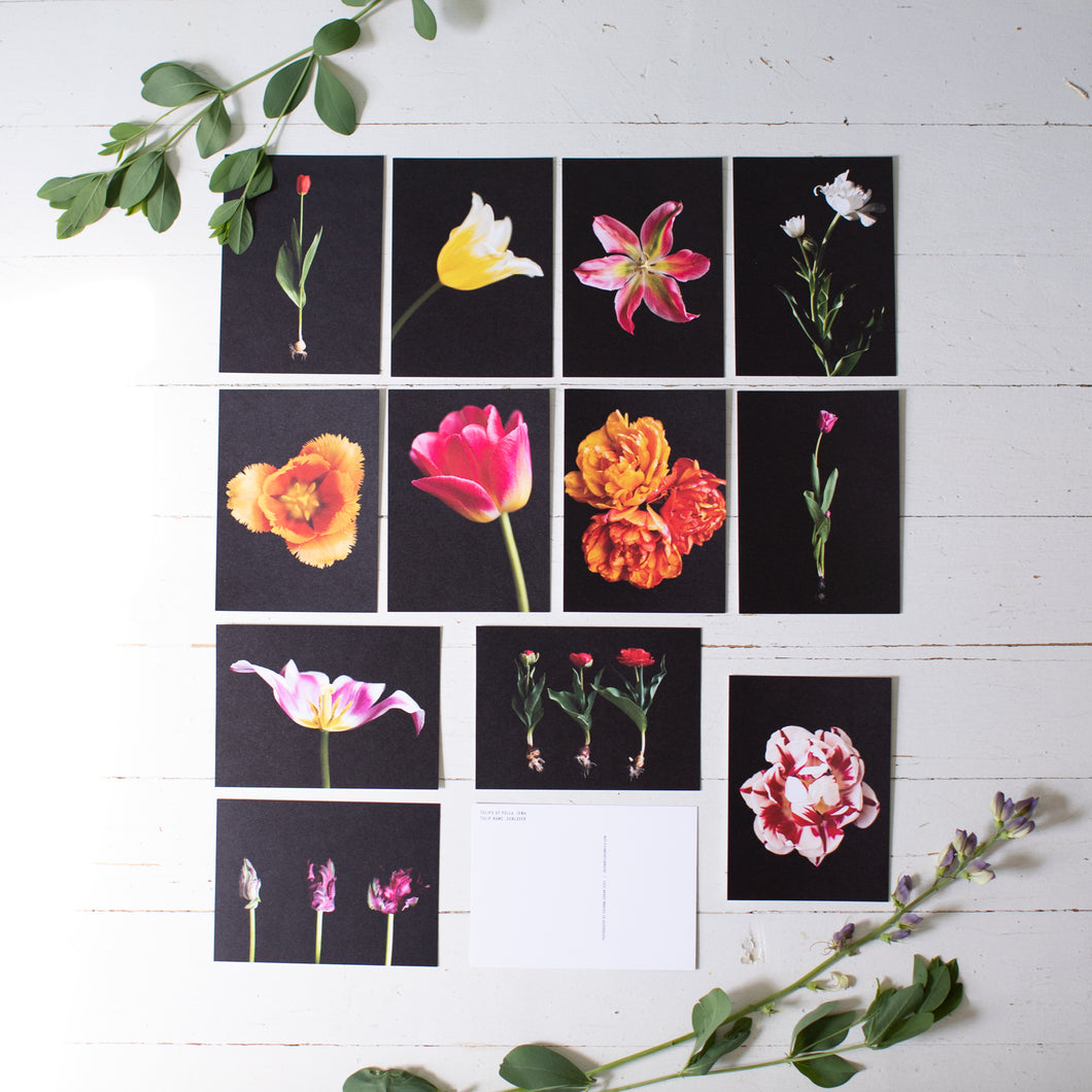 Tulips of Pella Postcard Pack