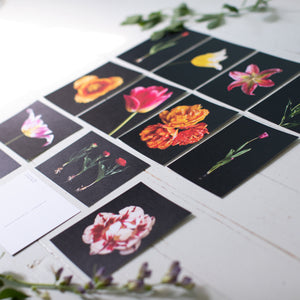 Tulips of Pella Postcard Pack