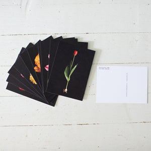 Tulips of Pella Postcard Pack